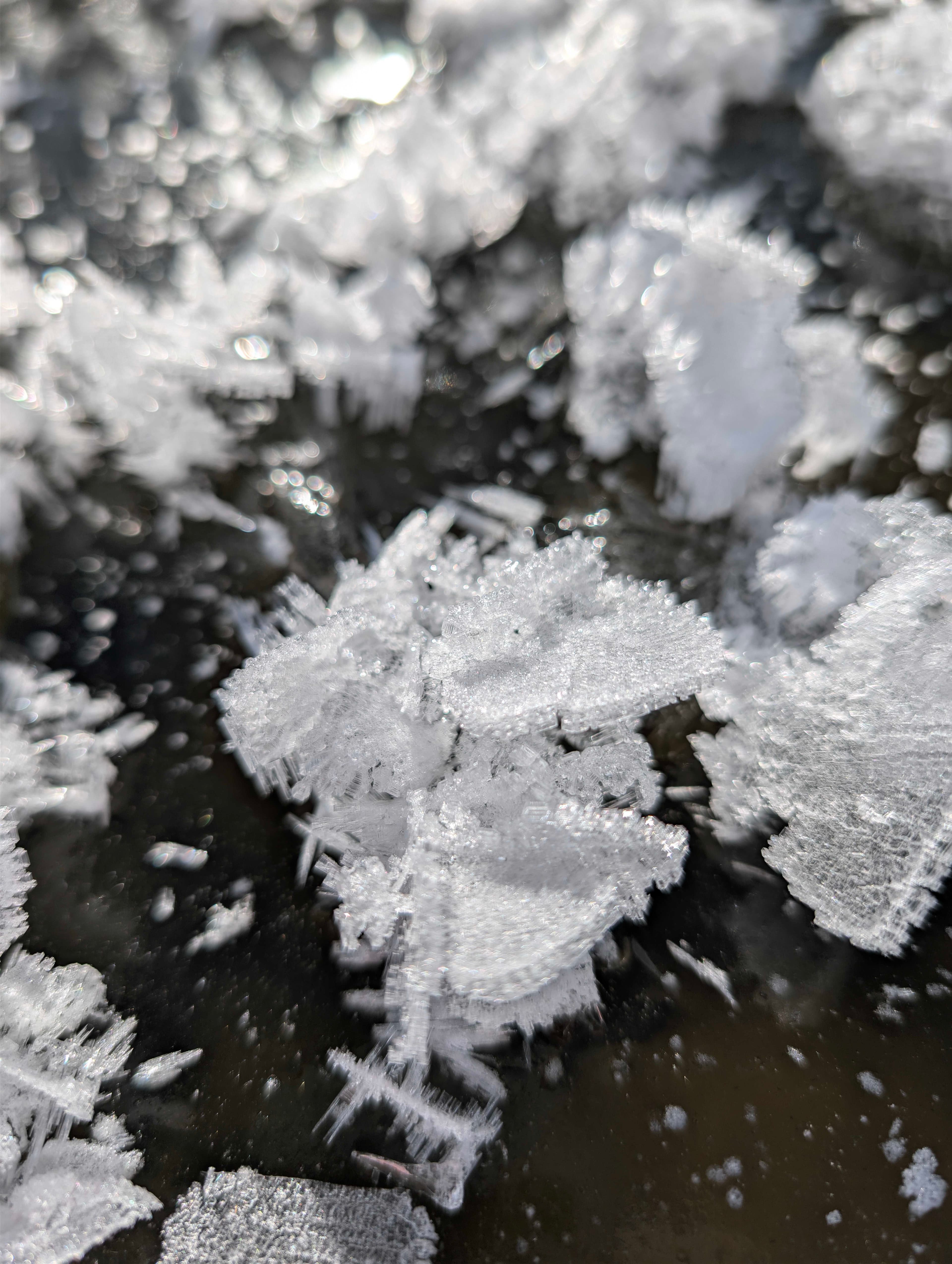 Ice flowers no frozen pond